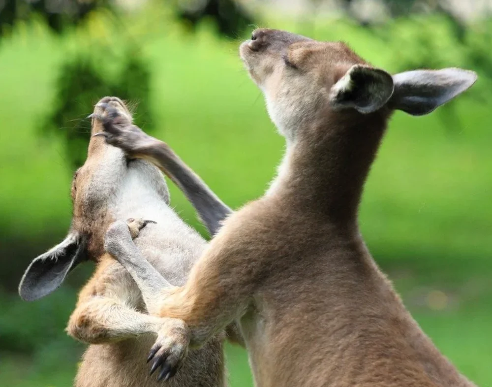 two kangaroos boxing